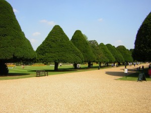 hc garden coniferes