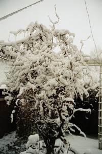 winter 2002 haselnuss