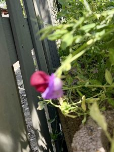 IMG_0128